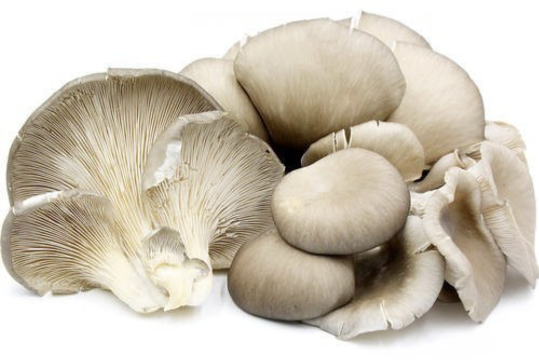 Белые вешенки грибы. Вешенка обыкновенная устричный гриб. Pleurotus ostreatus. Устричные грибы (Pleurotus ostreatus). Вёшенка обыкновенная.
